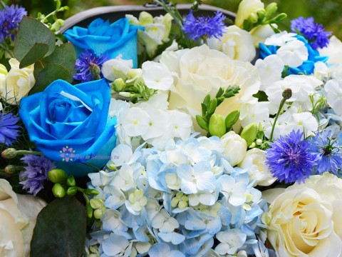 Trandafiri albastrii si hortensie